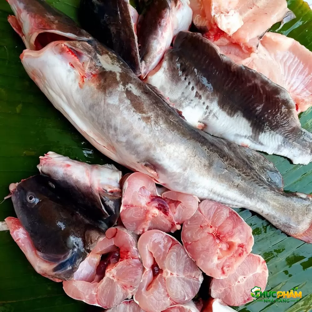 Cá Lăng Đuôi Đỏ - ảnh 2