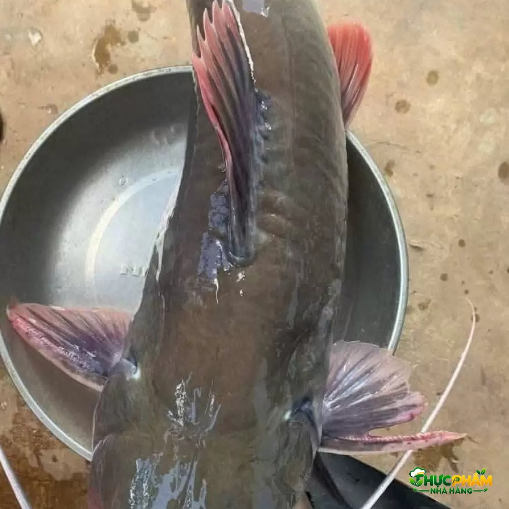 Cá Lăng Đuôi Đỏ - ảnh 4