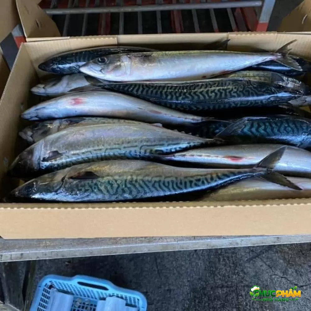 Cá Saba TQ Size 200 - 400gr - ảnh 3