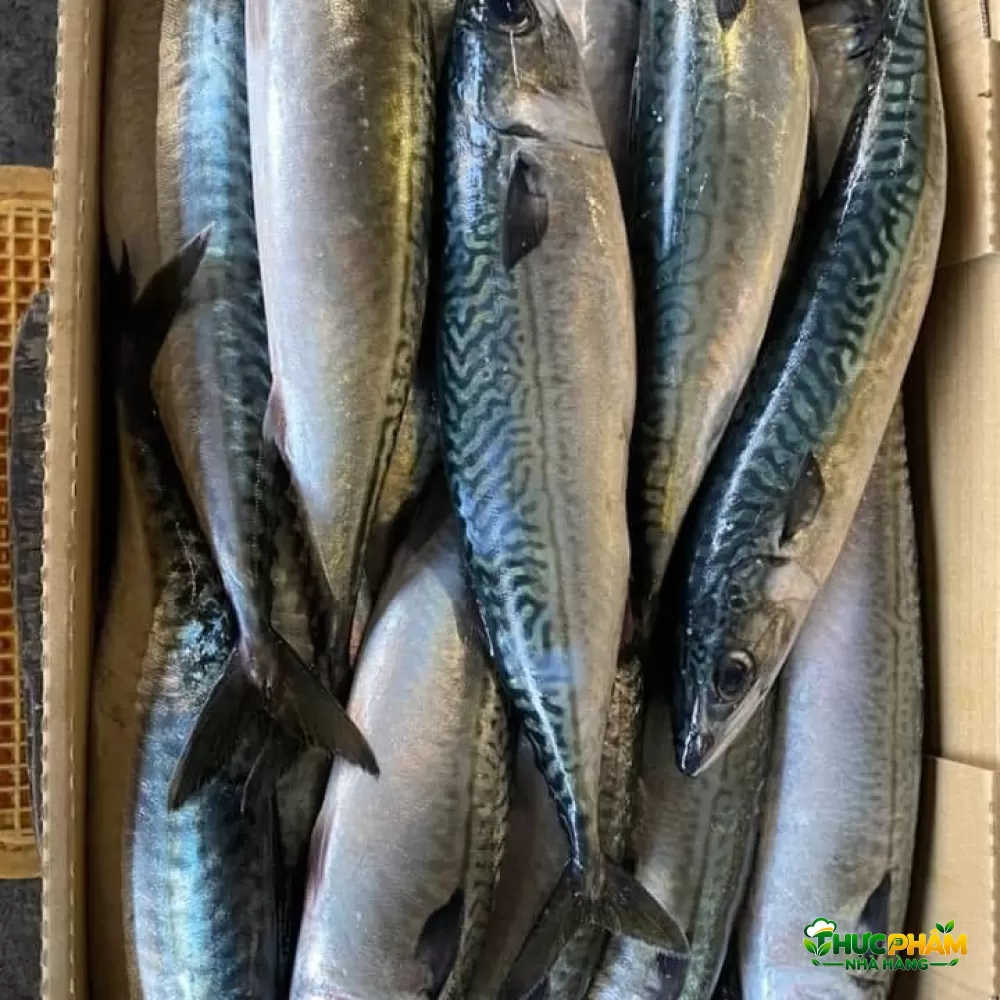 Cá Saba TQ Size 200 - 400gr - ảnh 4