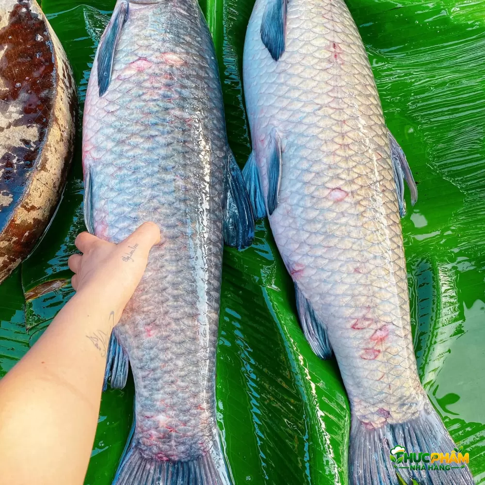 Hình ảnh sản phẩm Cá Trắm Đen 1. Cá Trắm Đen Tươi Sống Là Gì? — Cá Trắm Đen