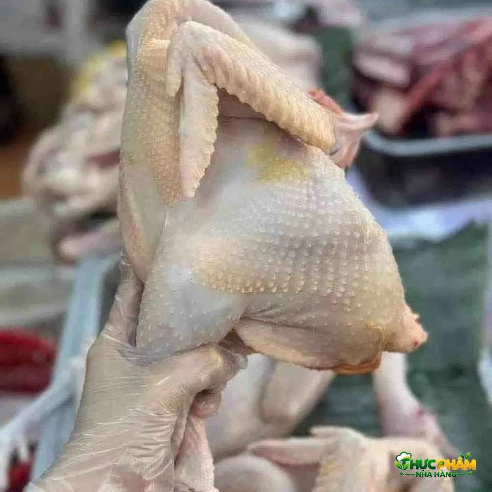 Gà Tre Thịt 2. ƯU ĐIỂM KHI NHẬP SỈ GÀ TRE THỊT TẠI VIFOOD — Gà Tre Thịt