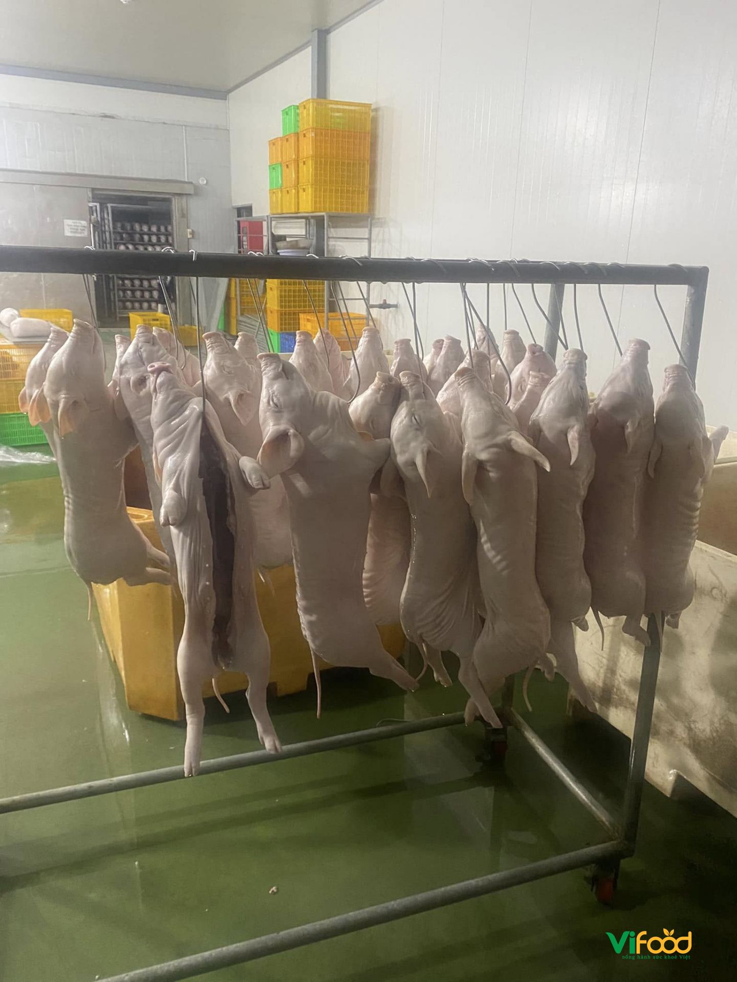 Heo Sữa Đông Lạnh - ảnh 3