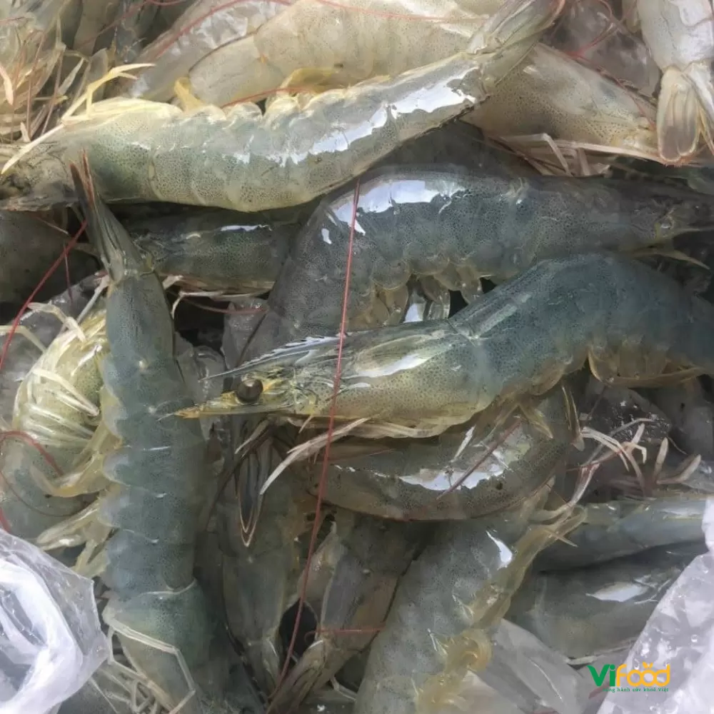 Tôm Thẻ Tươi Sống - ảnh 2